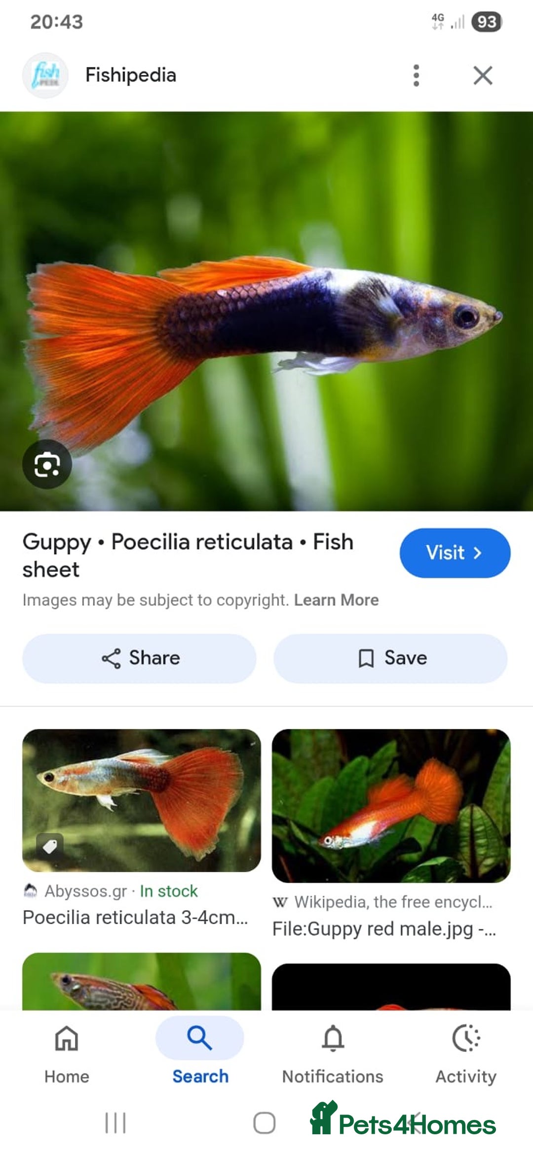 Rainbow Fish fish for sale: Free guppy /rainbow fish  - Image 1
