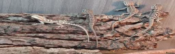 Bearded Dragon reptiles for sale: Baby Bearded Dragons - Advert 1