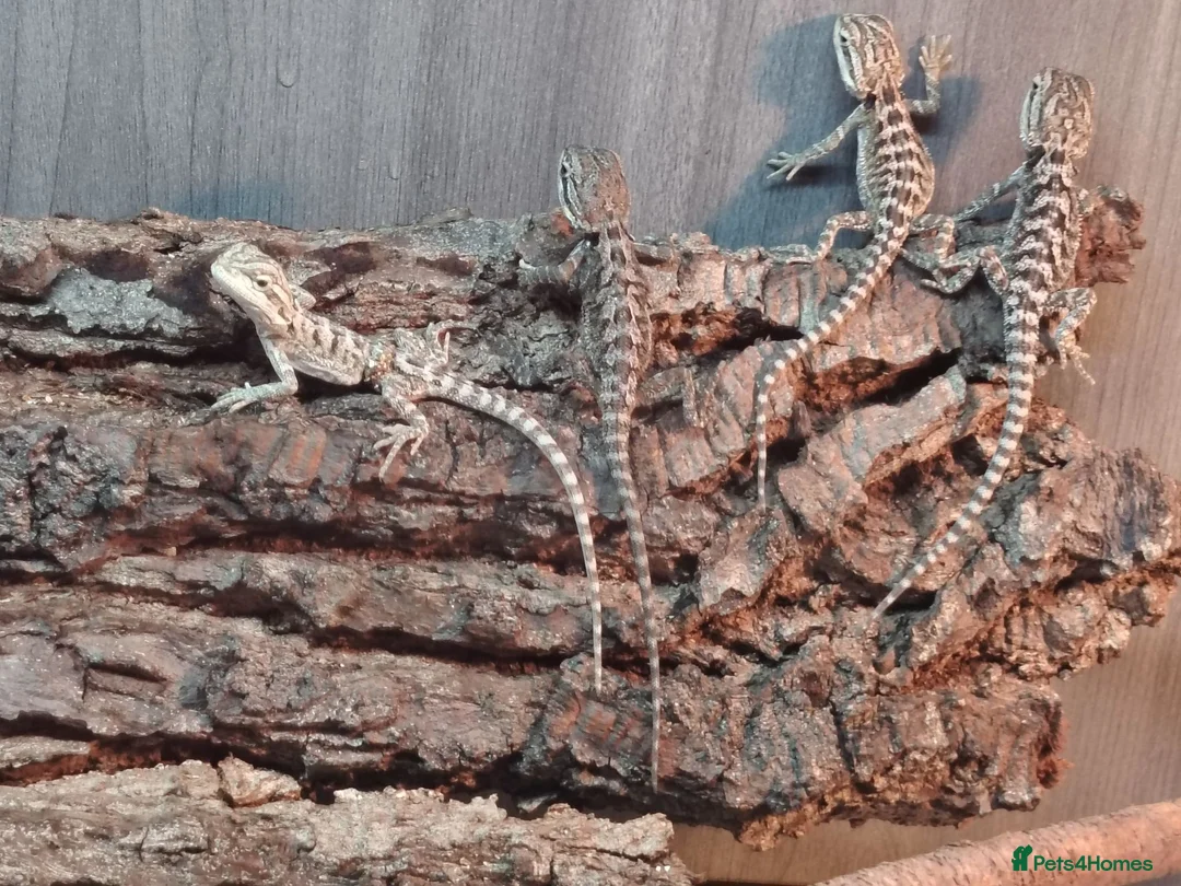 Bearded Dragon reptiles for sale: Baby Bearded Dragons - Advert 1