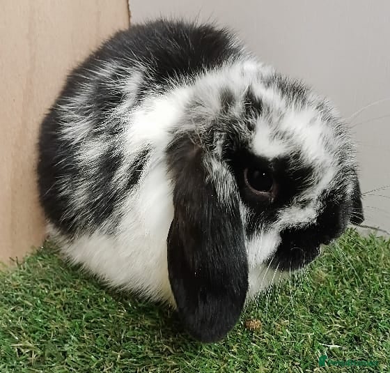 Mini Lop rabbits Vaccinated RHVD2 with Yuravac.  Baby Mini Lops - Advert 2