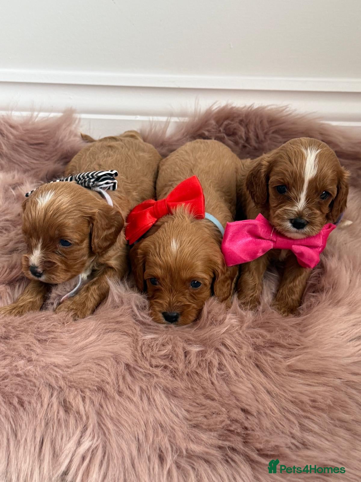 Cavapoo dogs F1 Cavapoo’s From Health Tested Parents 🧬 - Advert 1