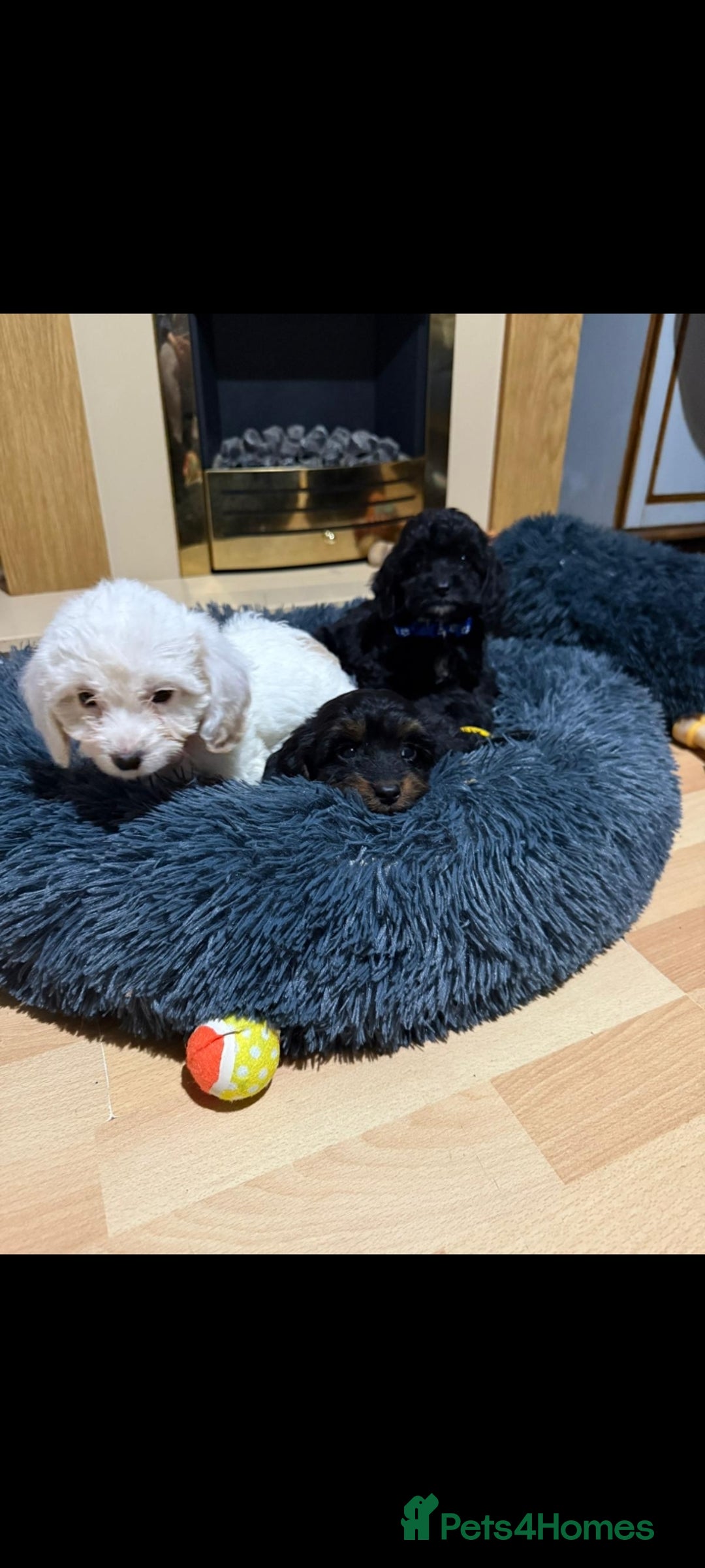 Cockapoo dogs for sale: Beutifull cockapoos  - Image 20