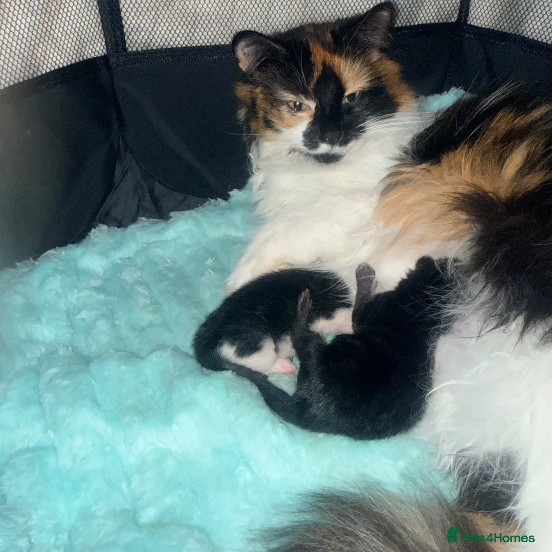 Maine Coon cats for sale: Maine Coon cross  in Macclesfield - Advert 2