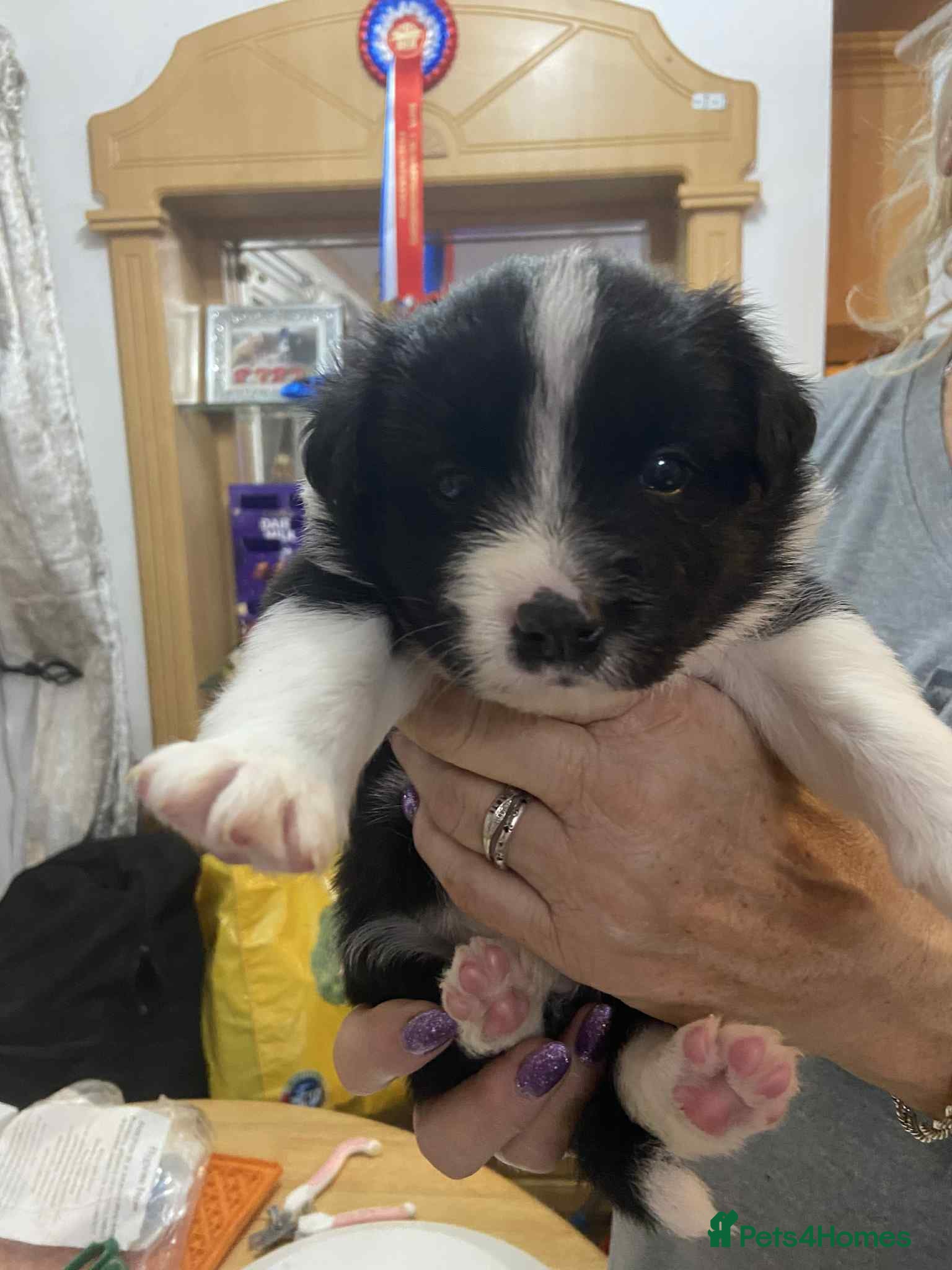 Border Collie dogs Border collie Traditional  long haired - Advert 5