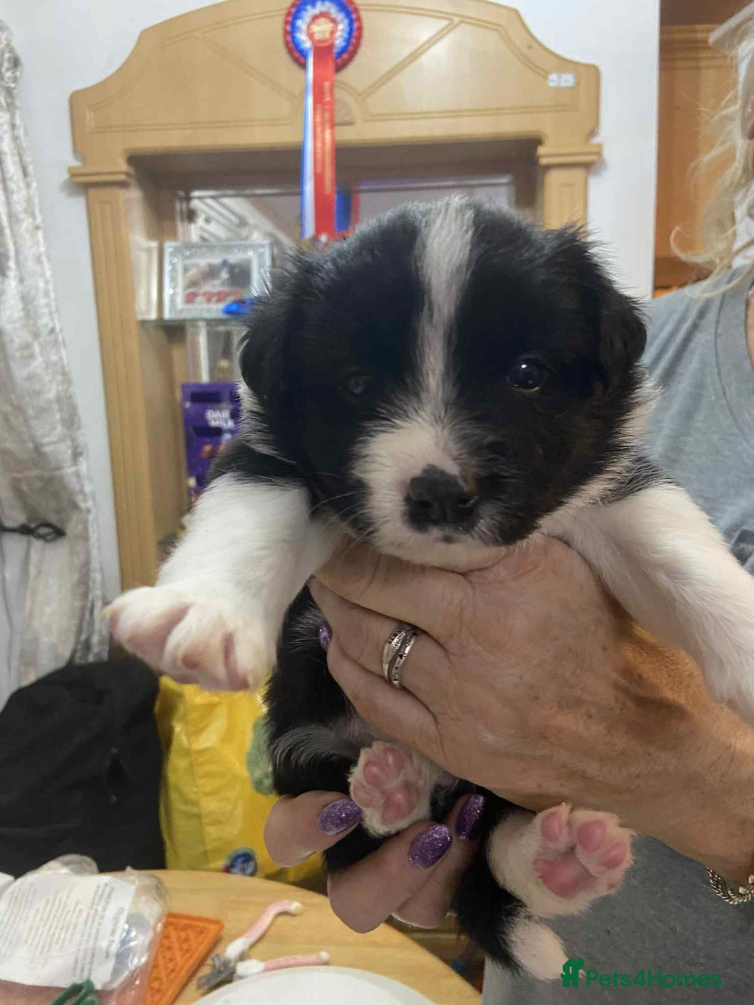 Border Collie dogs for sale: Border collie Traditional  long haired - Advert 1