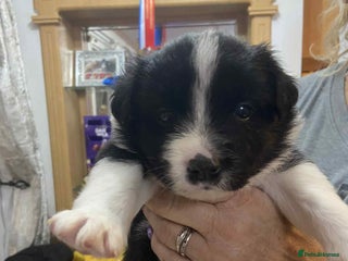 Border Collie dogs Border collie Traditional long haired - Advert 5