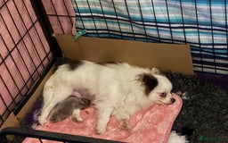 Pomeranian dogs for sale: Outstanding Quality Pomeranian  - Image 10