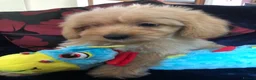 Mixed Breed dogs for sale: shihpoo x maltese puppies for sale - Advert 5