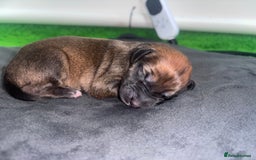 Mixed Breed dogs for sale: Saluki Bull Grey Puppies  - Image 21