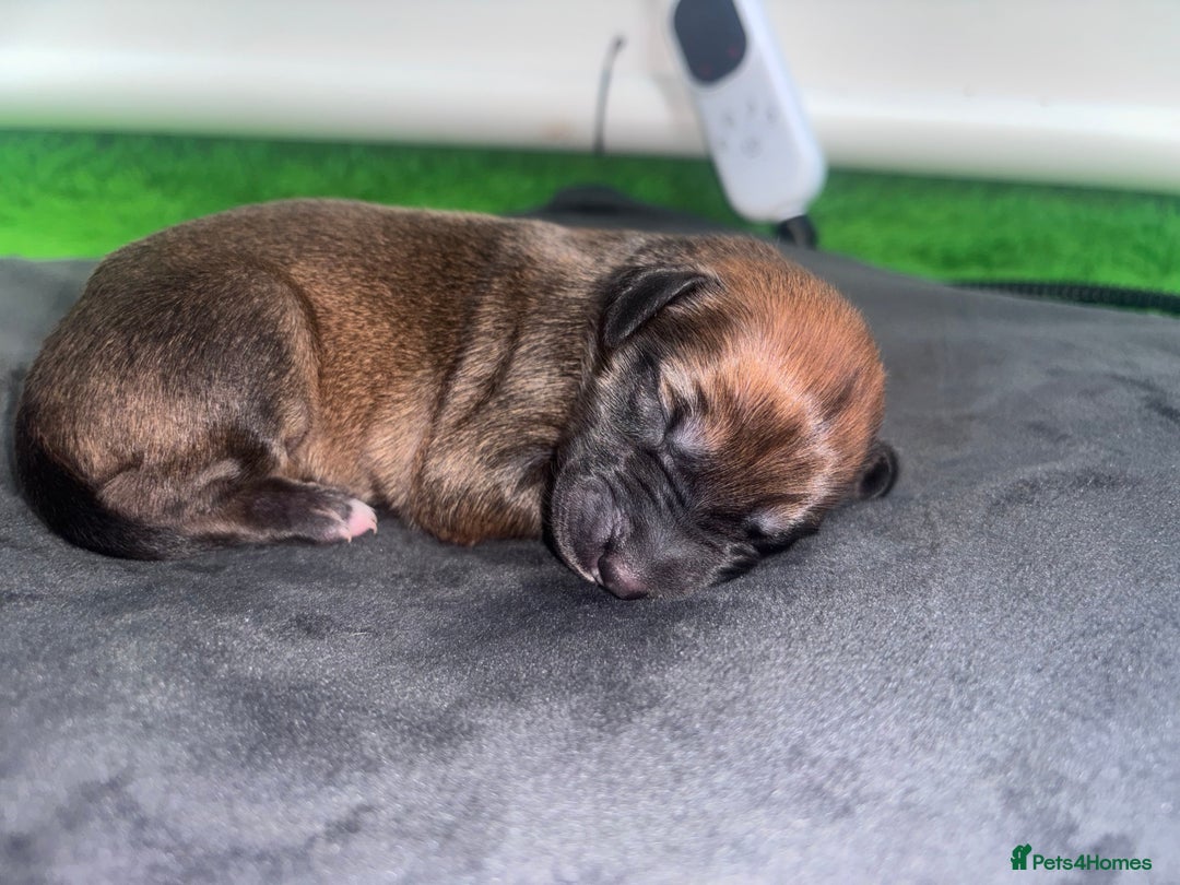 Mixed Breed dogs for sale: Saluki Bull Grey Puppies  - Image 21