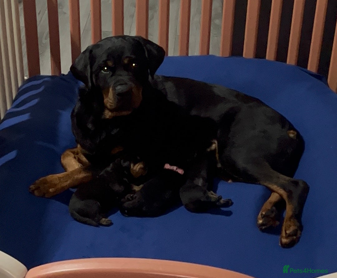 Rottweiler dogs for sale: LAST FEMALE ROTTWEILER PUPPY - Advert 13