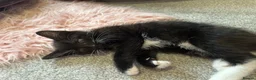 Mixed Breed cats for sale: 2 black and white Kittens  - Advert 9