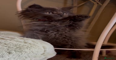 Maine Coon cats Pedigree Maine coon kittens READY NOW - Advert 10