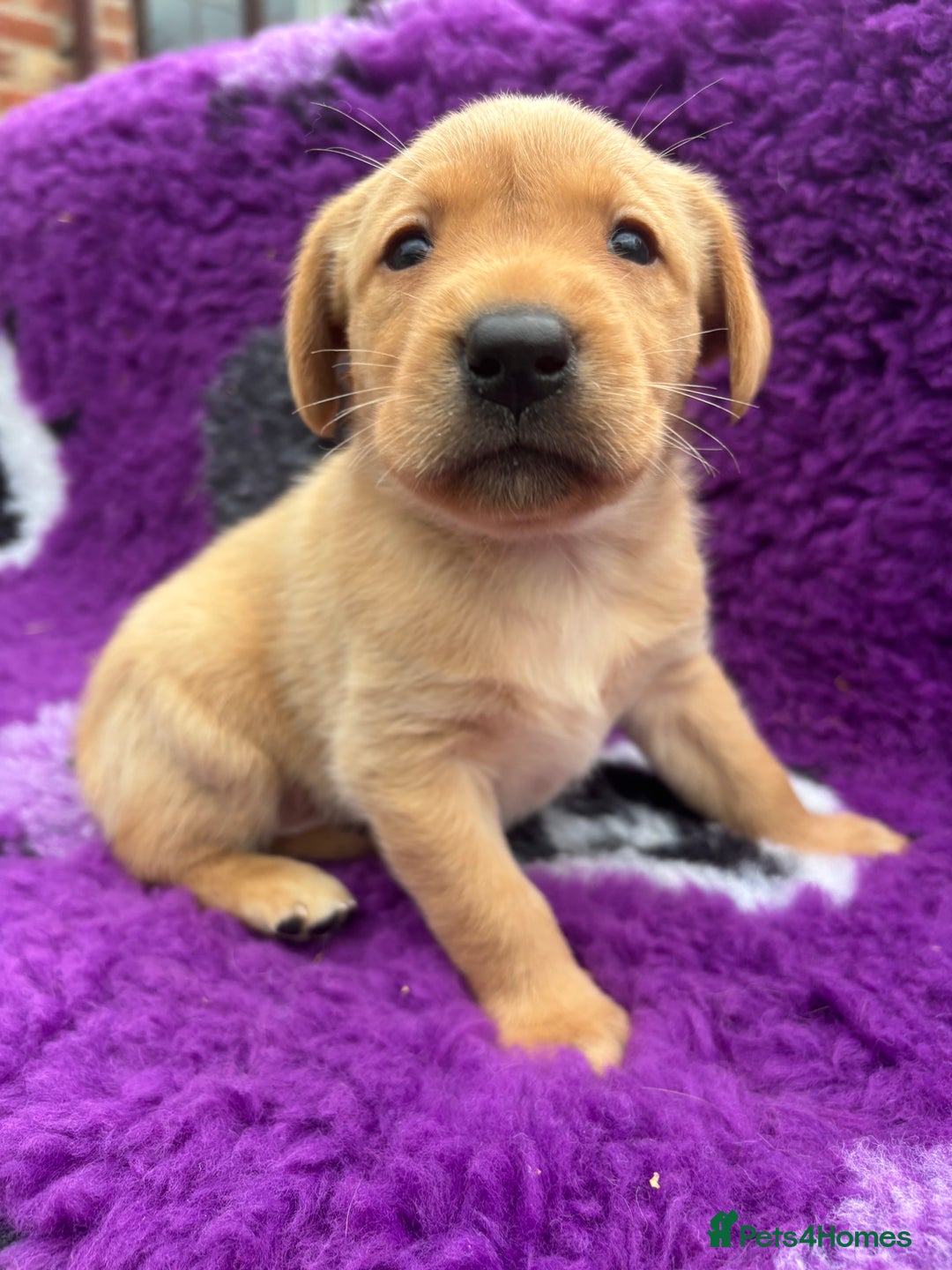 Labrador Retriever dogs for sale: Gorgeous lab pups for new homes💙🩷 - Image 4