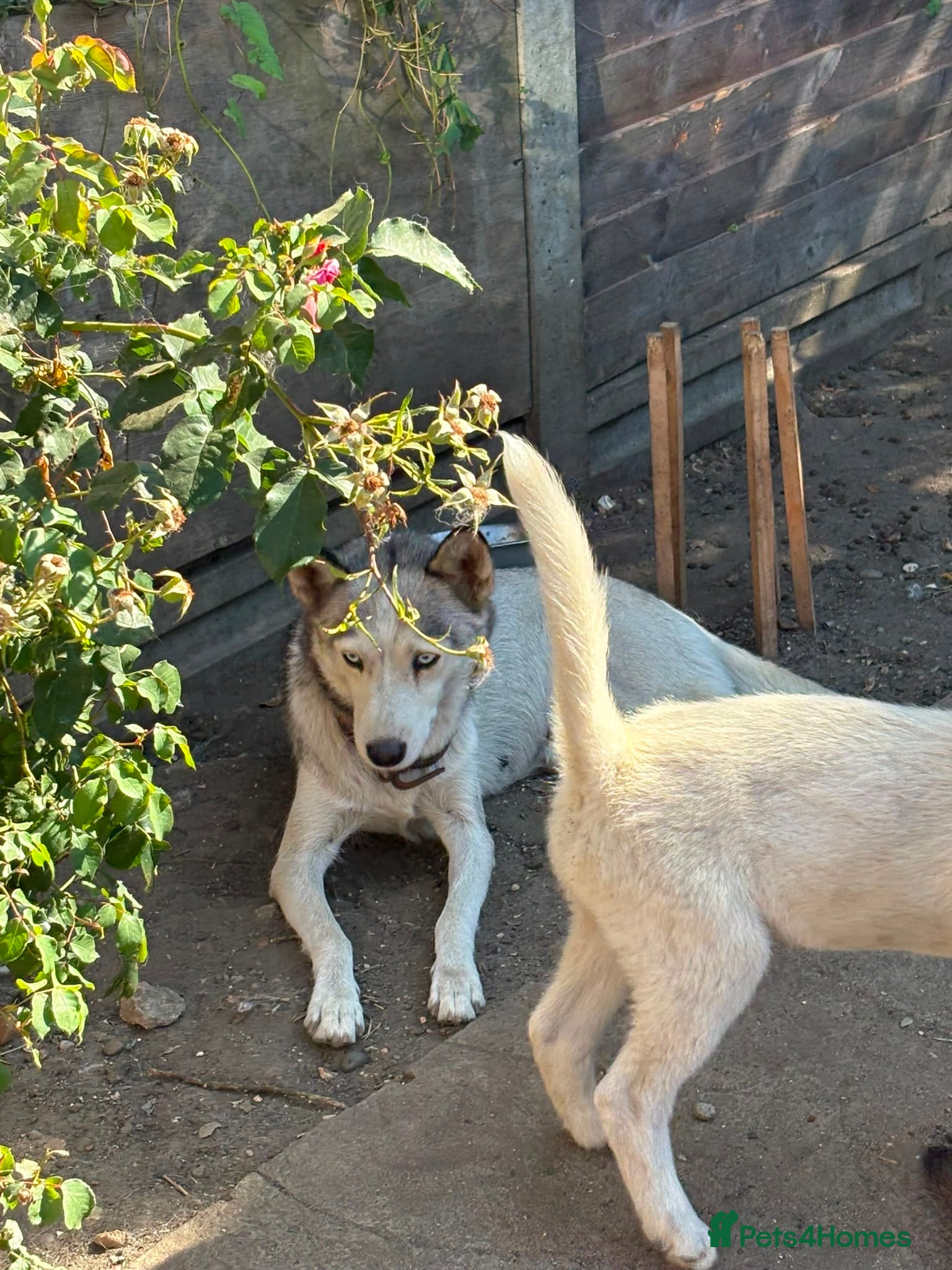 Siberian Husky dogs Siberian Husky Puppies for Sale - Advert 1