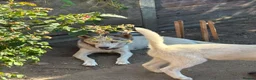 Siberian Husky dogs for sale: Siberian Husky Puppies for Sale - Advert 1