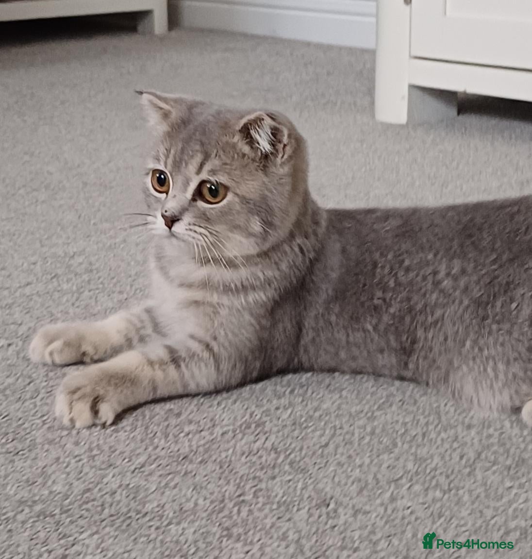 British Shorthair cats Beautiful inoculated, TICA Scottish male  - Advert 4