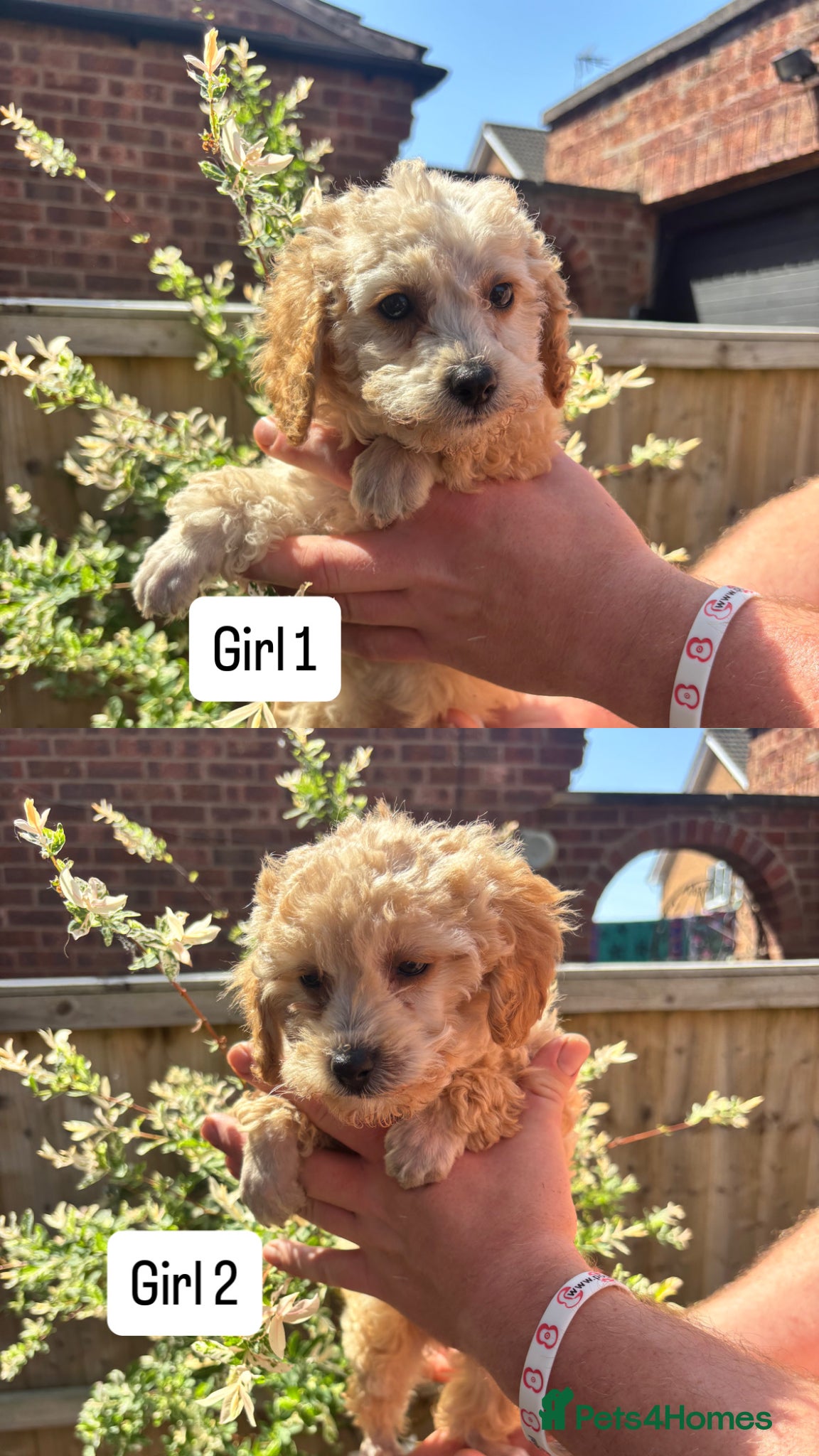 Toy Poodle dogs Litter of 2 beautiful Apricot girls  - Advert 14