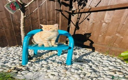 British Shorthair cats for stud: Stud: 1yr Male British Shorthair x Scottish Fold - Image 3