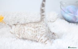 Bengal cats for sale: 😻OUTSTANDING SHOW BENGALS. SHOW WINNING PARENTS🏆 - Image 14