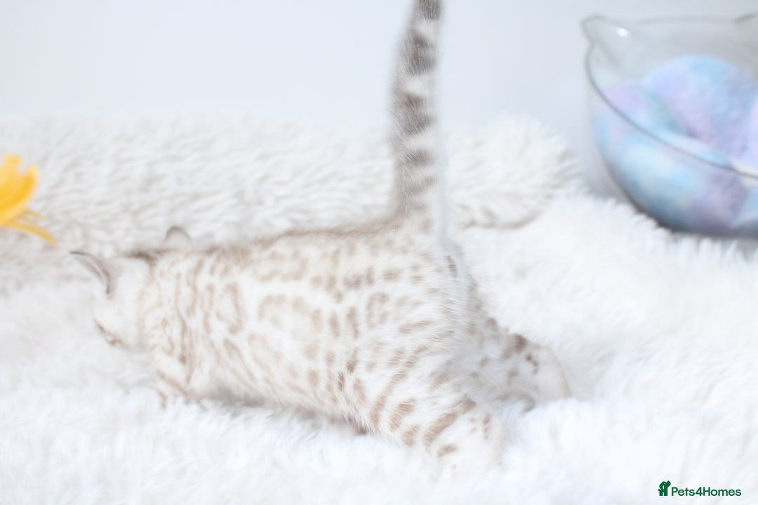 Bengal cats for sale: 😻OUTSTANDING SHOW BENGALS. SHOW WINNING PARENTS🏆 - Image 14