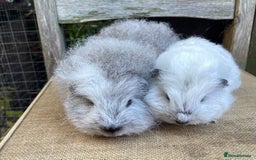 Guinea Pig rodents for sale: Two sows and two boars  - Image 5