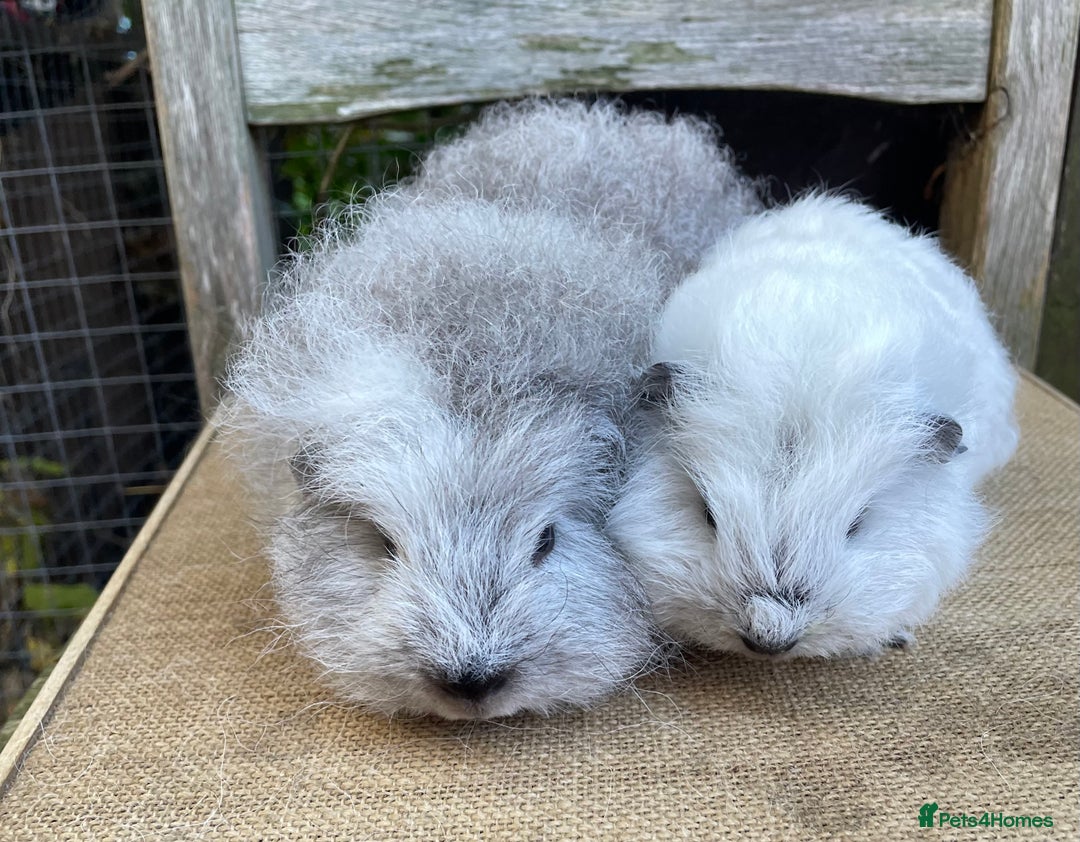 Guinea Pig rodents for sale: Two sows and two boars  - Image 5