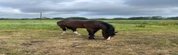 Irish Cob horses for sale: Stunning 2 year old gelding - Advert 5