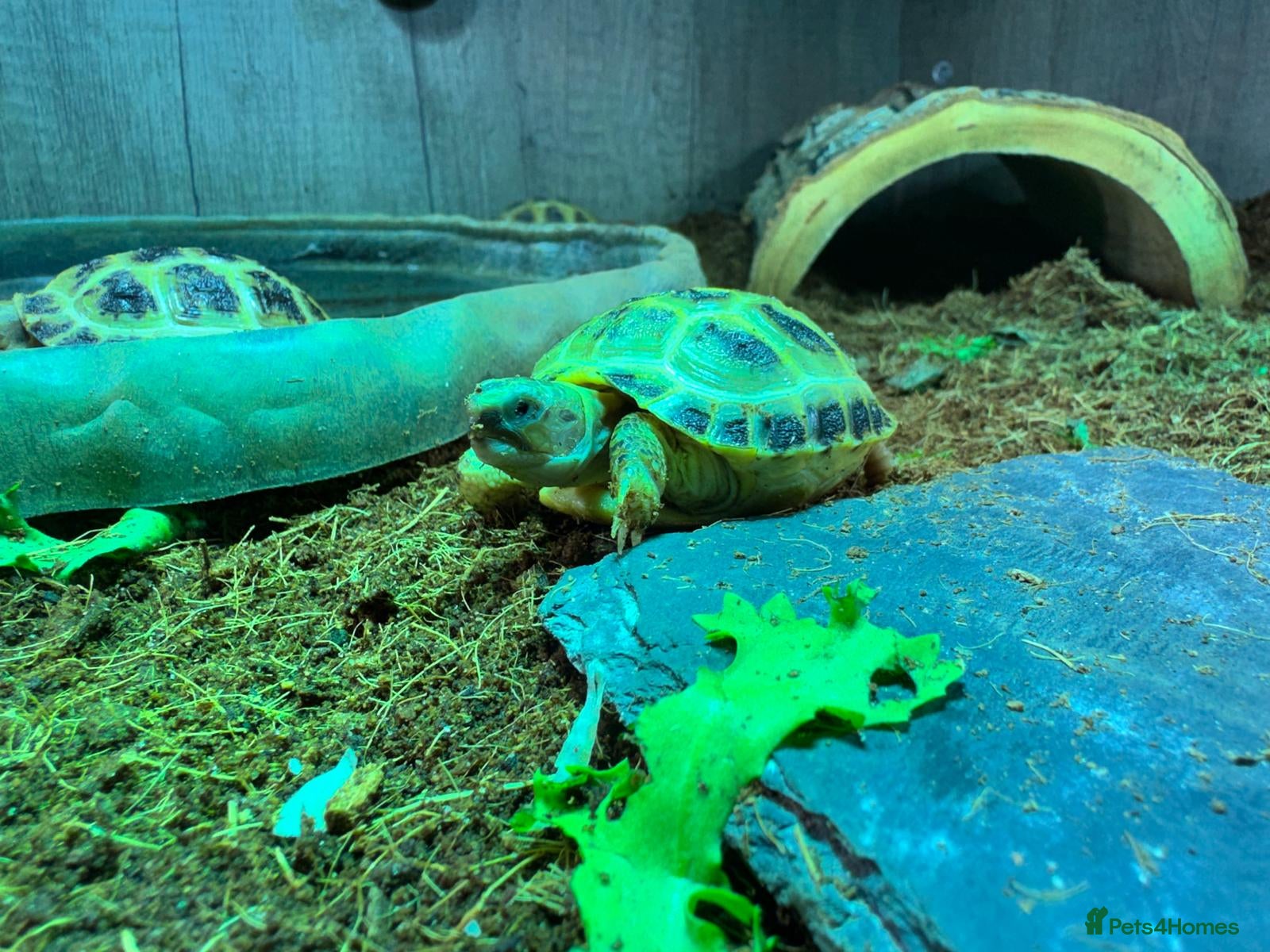 Tortoise reptiles Horsfields Tortoise - Advert 1
