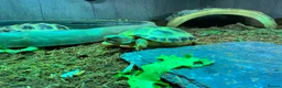 Tortoise reptiles for sale: Horsfields Tortoise - Advert 1