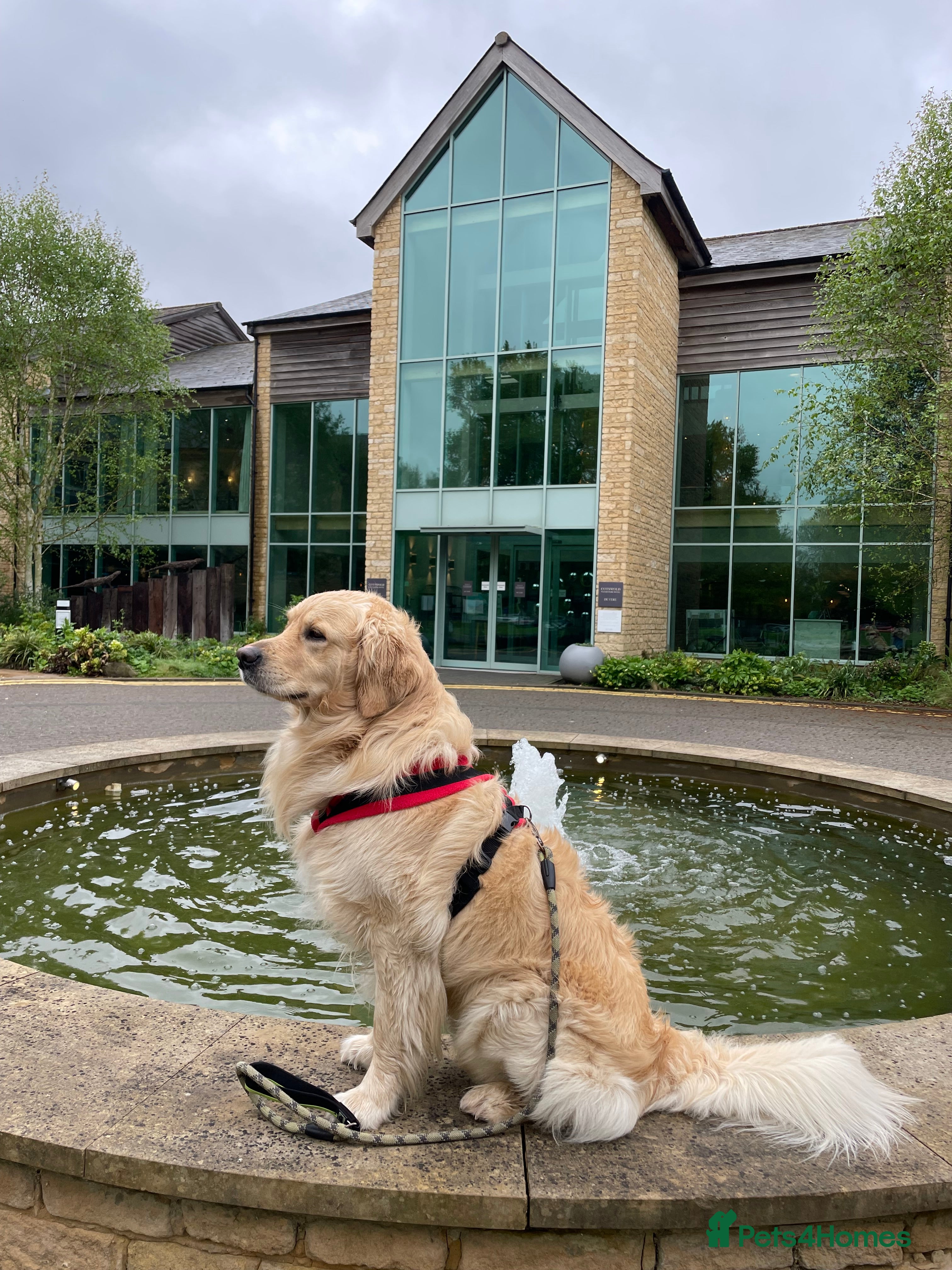 Golden Retriever dogs Personality WOW, Tail WOW, KC Registered  - Advert 6