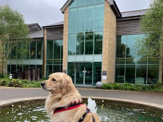 Golden Retriever dogs Personality WOW, Tail WOW, KC Registered - Advert 8