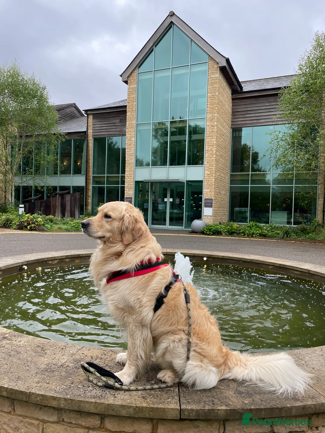 Golden Retriever dogs for stud: PROVEN KC Registered WOW  - Advert 5