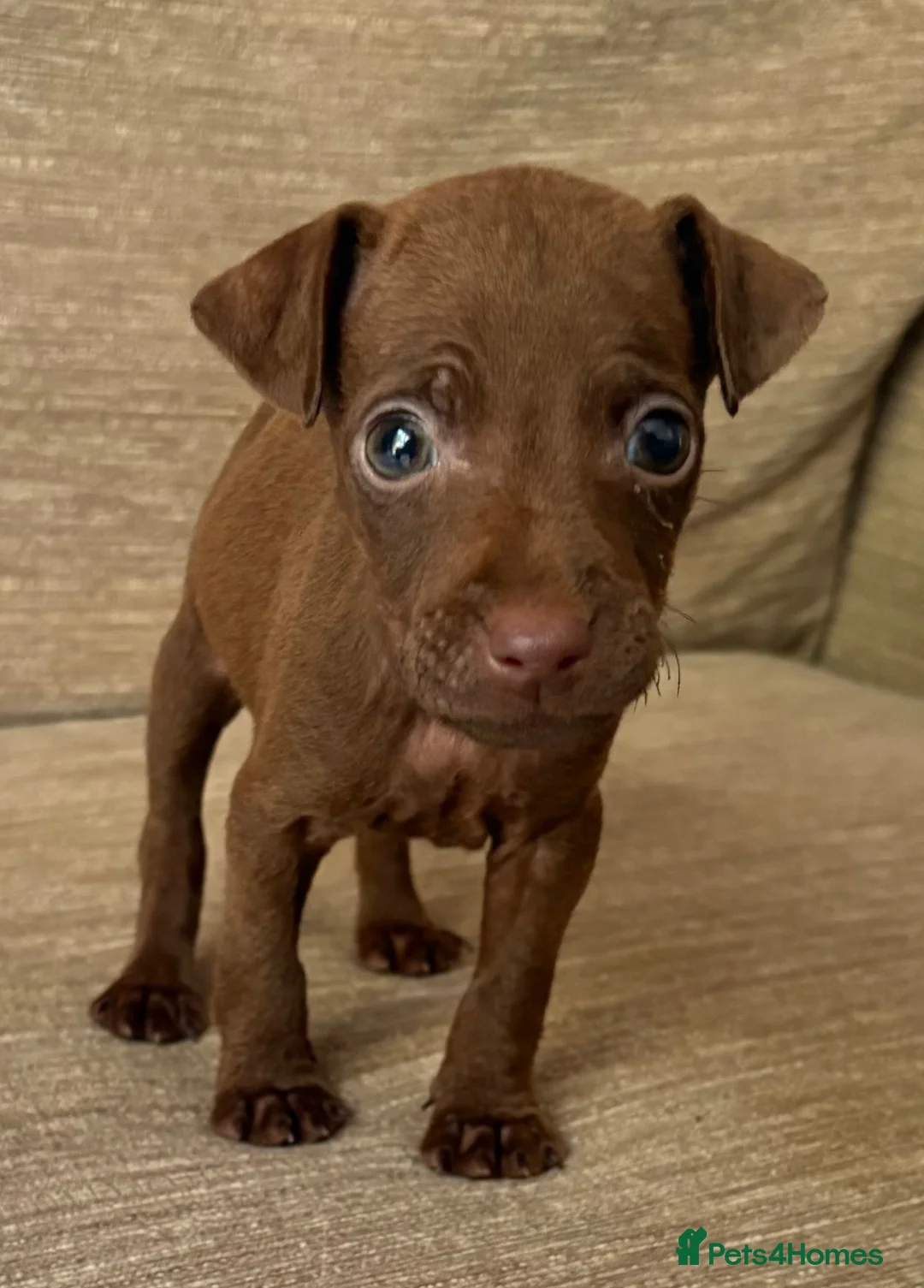 Patterdale Terrier dogs for sale: Patterdale terrier  - Advert 6