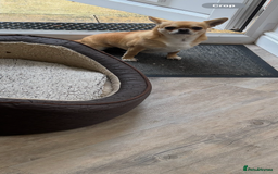 Chihuahua dogs for sale: Chihuahua  - Image 2