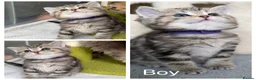 British Shorthair cats for sale: British sh/longhair golden marble kittens - Advert 2