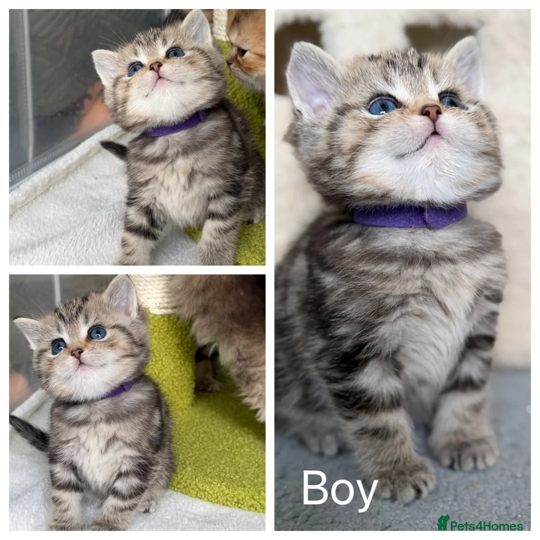 British Shorthair cats for sale: British sh/longhair golden marble kittens - Advert 2