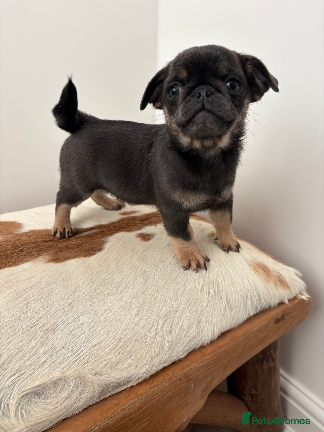Pug dogs for sale: Beautiful last 2 little girl pugs. - Advert 7