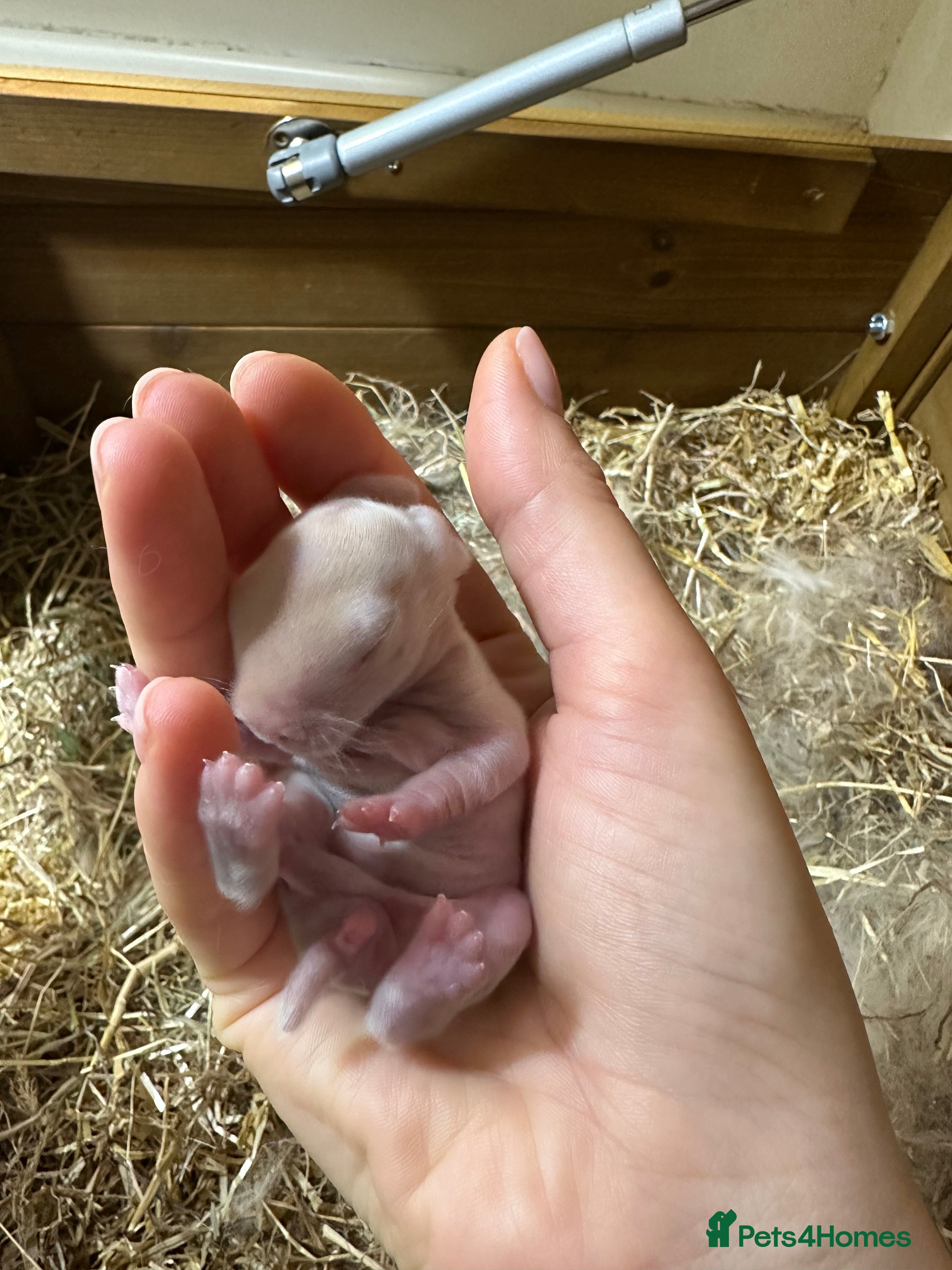 Mini Lop rabbits I have 6 mini lops babies ready to reserve  - Advert 1