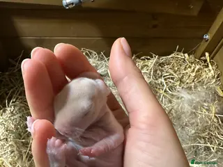 Mini Lop rabbits I have 6 mini lops babies ready to reserve - Advert 1