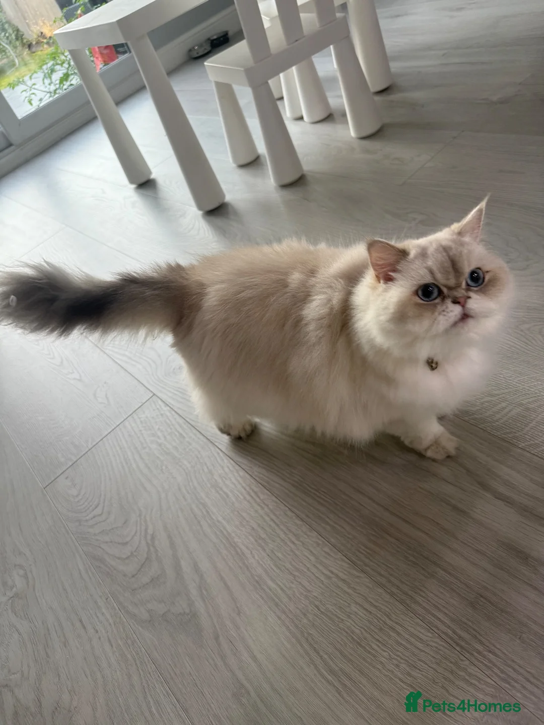 Scottish Fold cats for sale:     Loving & Gentle Scottish Fold  - Advert 2