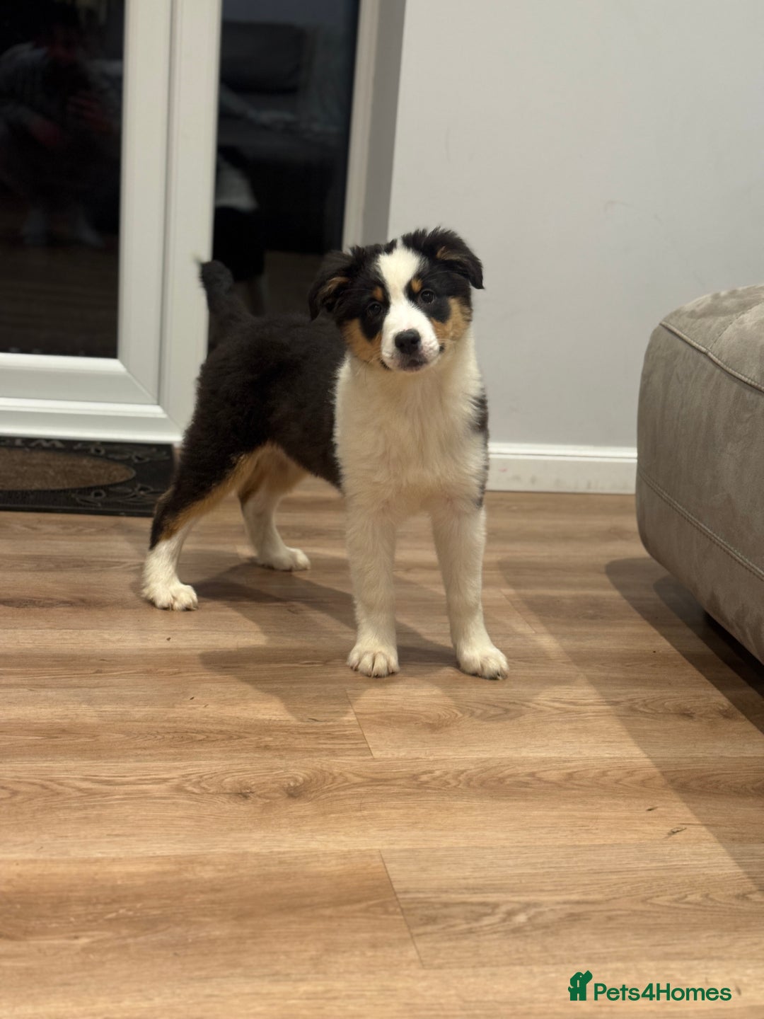 Australian Shepherd dogs for sale: 2 KC registered girl Australian Shepard puppy! - Advert 7