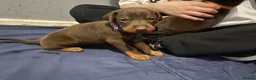 Dobermann dogs for sale: 7 beautiful Dobbman puppies  - Advert 4