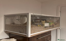 Hamster rodents for sale: Syrian hamster with bucatstate cage  - Image 1