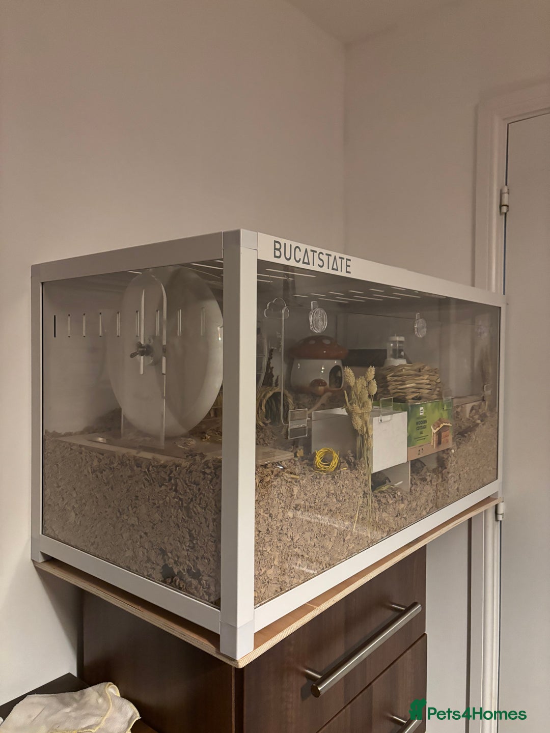 Hamster rodents for sale: Syrian hamster with bucatstate cage  - Image 1