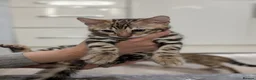 Bengal cats for sale: 🔥✨Pedigree TICA-Registered Bengals - Advert 29