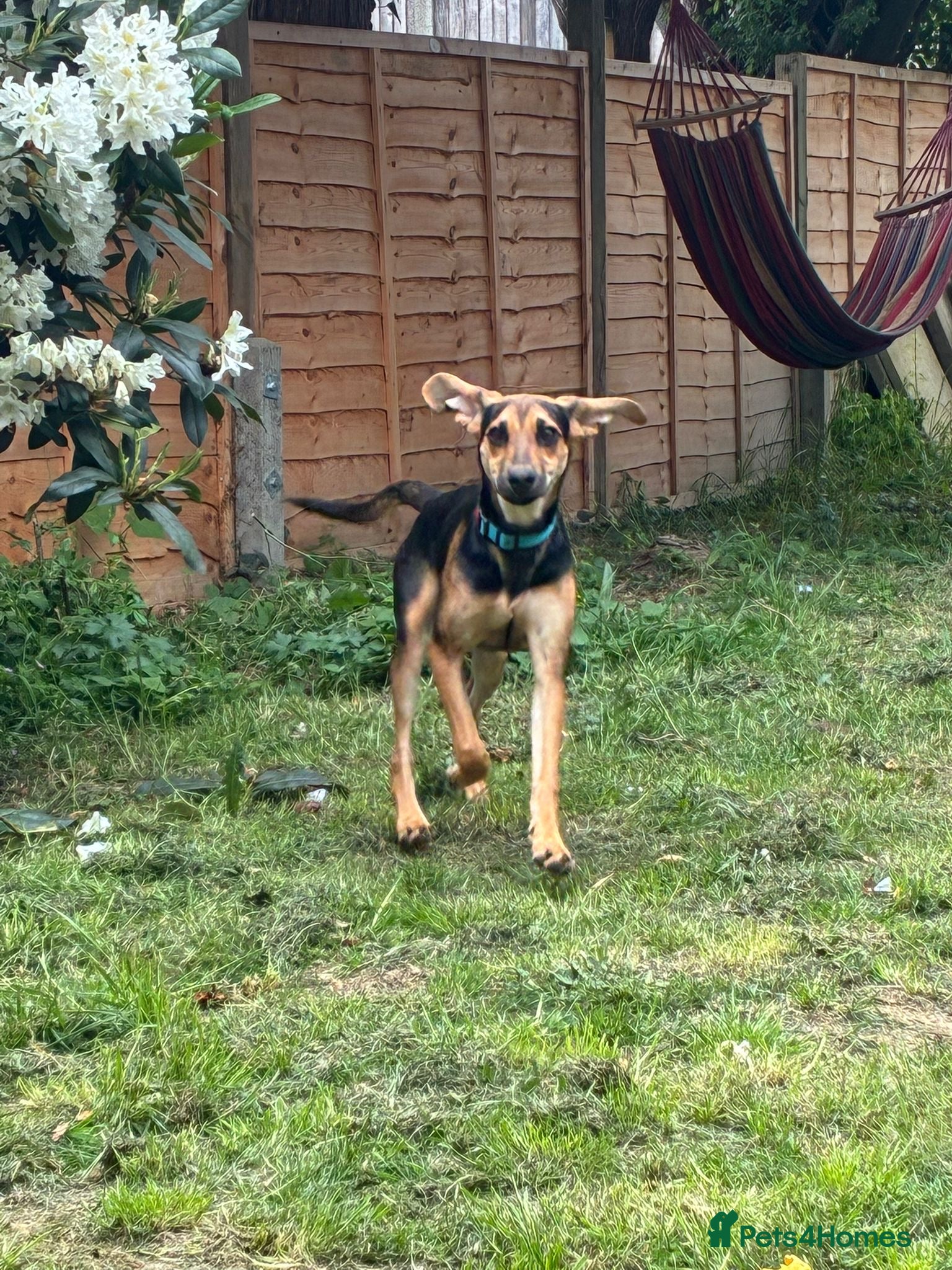 Mixed Breed dogs Oreo 6 month old hound cross  - Advert 1
