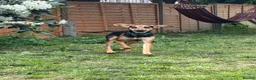 Mixed Breed dogs for adoption: Oreo 6 month old hound cross  in Crawley - Advert 1
