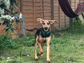 Mixed Breed dogs Oreo 6 month old hound cross - Advert 1
