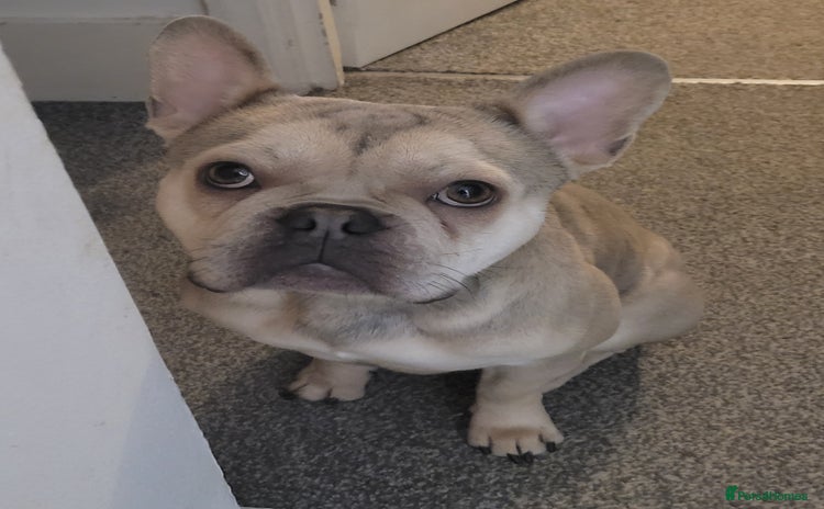 French Bulldog dogs - Advert 3